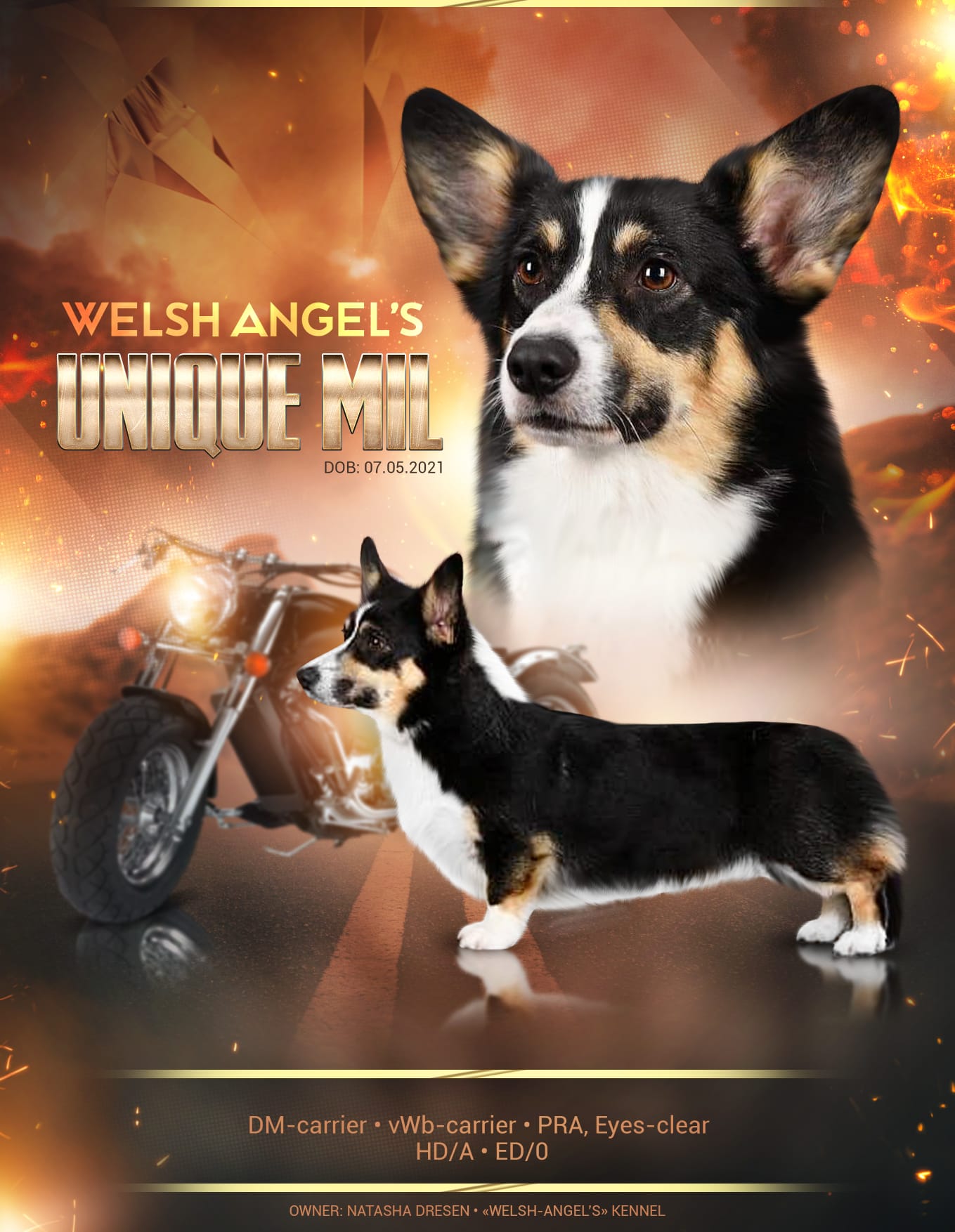 Welsh-angel’s unique mil